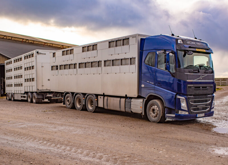Tung lastbil för djurtransporter
